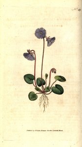 Alpine soldanella - Alpine soldanella, Soldanella alpina.根据詹姆斯-索尔比的植物学插图进行的手绘铜版画，出自威廉-柯蒂斯的《植物学杂志》，伦敦兰贝斯沼泽。 作者 西德纳姆·泰斯特·爱德华兹