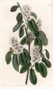 Amelachier with alder 叶子或花 aronie - S.Watts 雕刻的盘子，来自 Sarah Anne Drake (1803-1857) 的插图，来自英国 Sydenham Edwards (1768-1819) 的植物名录 作者 西德纳姆·泰斯特·爱德华兹