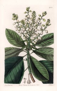 美国熊果树--由S.Watts雕刻，出自Sarah Anne Drake（1803-1857）的插图，出自英国Sydenham Edwards（1768-1819）的《植物学登记》。 作者 西德纳姆·泰斯特·爱德华兹