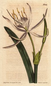 开着芳香的白色花朵的美洲大戟。Pancratium rotatum.Hand colored copperplate engraving from a botanical illustration by Sydenham Edwards from William Curtis