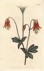 Ancolia du Canada - 加拿大耧豚草。Aquilegia canadensis。Sansom根据Sydenham Edwards的插图进行的手绘铜版画，伦敦William Curtis的植物学杂志。 作者 西德纳姆·泰斯特·爱德华兹