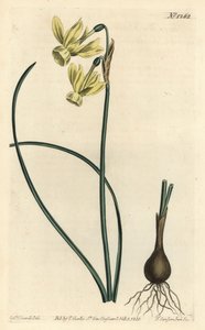 天使之泪水仙--天使之泪，Narcissus triandrus（黄色反折花水仙，Narcissus triandrus v. luteus）--小F.Sansom根据Sydenham Edwards的插图进行的手绘铜版画，出自William Curtis的Botanical Ma. 作者 西德纳姆·泰斯特·爱德华兹