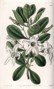 Anthocercis variete，原产于澳大利亚--图版由S.Watts雕刻，来自Sarah Anne Drake（1803-1857）的插图，出自英国Sydenham Edwards（1768-1819）的植物学登记册。 作者 西德纳姆·泰斯特·爱德华兹