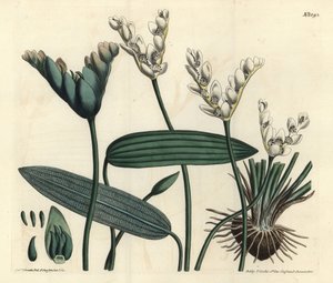 Aponogeton fragrant - Cap-pondweed, Aponogeton distachyos (叉子花ponogeton, Aponogeton distachyon)。F. Sansom Jr.根据Sydenham Edwards的插图进行的手绘铜版画，出自William Curtis的植物学杂志，T. Curtis。 作者 西德纳姆·泰斯特·爱德华兹