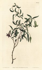 苹果浆果或多变的花比拉迪拉 (Billardiera mutabilis) - 由 F. Sansom Jr. 手工彩色铜版雕刻，由来自伦敦 T. Curtis 威廉柯蒂斯植物学杂志的 Sydenham Edwards 绘制 作者 西德纳姆·泰斯特·爱德华兹