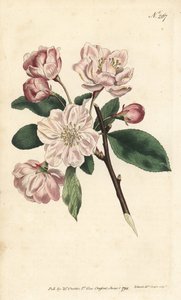与观赏花卉的苹果树 - 中国开花苹果，苹果（中国苹果树，梨）。 在伦敦威廉柯蒂斯植物学杂志的 Sydenham Edwards 插图后，Sansom 手工雕刻的铜版画