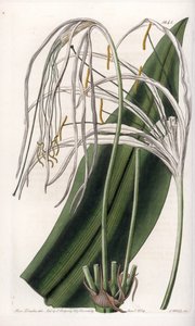 Araignee百合或海水仙或海百合--S.Watts雕刻的图版，来自Sarah Anne Drake（1803-1857）的插图，出自英国Sydenham Edwards（1768-1819）的植物学登记册 作者 西德纳姆·泰斯特·爱德华兹