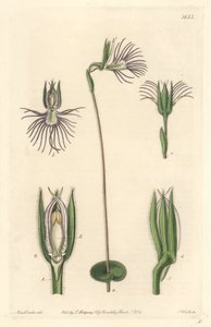 Araignee兰花，原产于南非--S. Watts根据Sarah Anne Drake（1803-1857）的插图创作的强水，来自《植物志》。 作者 西德纳姆·泰斯特·爱德华兹