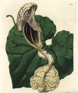 Aristoloche variete - 船花紫草，Aristolochia cymbifera。 S. Watts 手绘铜版画，由来自伦敦里奇韦 Sydenham Edwards