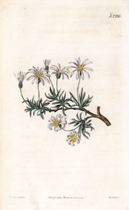 Aster acre - 灌木紫菀，Felicia fruticosa (Shrubby starwort, Aster fruticulosus)。韦德尔根据塞登纳姆-爱德华兹的插图进行的手绘铜版画，出自塞缪尔-柯蒂斯的 "植物学杂志"，伦敦 作者 西德纳姆·泰斯特·爱德华兹