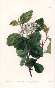 Aubepine或白刺，原产于北美洲--由S.Watts雕刻，出自Sarah Anne Drake（1803-1857）的插图，出自英国Sydenham Edwards（1768-1819）的植物学登记册。 作者 西德纳姆·泰斯特·爱德华兹