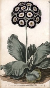 耳朵或熊耳。彩色铜版画，由Sydenham Edwards（1768-1819）为兰贝斯植物园（英国）的植物学会议提供的插图。 作者 西德纳姆·泰斯特·爱德华兹