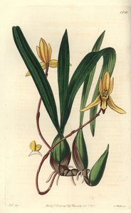 澳大利亚的附生兰花品种--Brasiliorchis marginata兰花（红边兰花，Cymbidium marginatum）。S. Watts根据John Lindley的插图进行的手绘铜版画，出自Sydenham Edwards的《植物学年鉴》，Ridgewa。