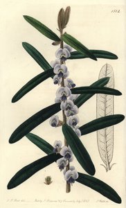 澳大利亚霍瓦灌木品种--毛茸茸的霍瓦，Hovea villosa。S. Watts根据J.T. Hart的插图进行的手绘铜版画，出自伦敦Ridgeway的Sydenham Edwards的植物志。 作者 西德纳姆·泰斯特·爱德华兹