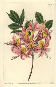 Azalee pontic yellow - 黄色杜鹃花，Rhododendron luteum（可改变的Pontic杜鹃花，Azalea pontica versicolor）。S. Watts根据Sydenham Edwards《植物志》中Sarah Drake小姐的插图进行的手绘铜版画，Ridgeway，L 作者 西德纳姆·泰斯特·爱德华兹