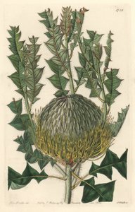 Banksia speciosa，原产于澳大利亚--S. Watts strong water，来自Sarah Anne Drake（1803-1857）的插图，出自《植物志》。 作者 西德纳姆·泰斯特·爱德华兹