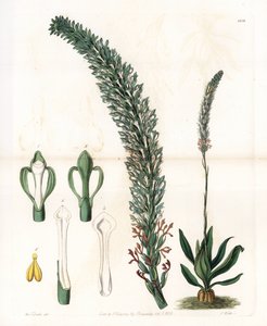 Belle sauroglossum - S.Watts雕刻的图版，来自Sarah Anne Drake（1803-1857）的插图，出自英国Sydenham Edwards（1768-1819）的植物学记录。 作者 西德纳姆·泰斯特·爱德华兹
