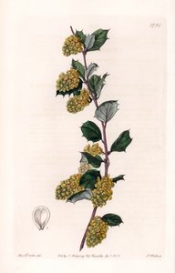 小檗--S.Watts雕刻的图版，出自莎拉-安妮-德雷克（1803-1857）的插图，出自英国西登纳姆-爱德华兹（1768-1819）的《植物志》。 作者 西德纳姆·泰斯特·爱德华兹