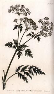 大铁杉。彩色铜版画，由Sydenham Edwards（1768-1819）为兰贝斯植物园（英国）植物学会议绘制的插图。 作者 西德纳姆·泰斯特·爱德华兹