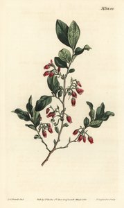 Black huckleberry, Gaylussacia baccata (Red-flowered clammy whortle-berry, Vaccinium resinosum) - F. Sansom Jr.根据Sydenham Edwards的插图进行的手绘铜版画，出自William Curtis的植物学杂志，T. Curtis, 伦敦 作者 西德纳姆·泰斯特·爱德华兹