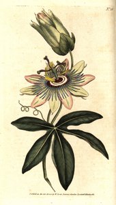蓝色西番莲 - 普通西番莲，西番莲。根据Sydenham Edwards的植物学插图进行的手绘铜版画，出自William Curtis的《植物学杂志》，伦敦兰贝斯沼泽。