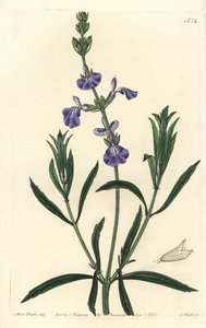 蓝鼠尾草--草原鼠尾草，Salvia azurea（狭叶鼠尾草，Salvia angustifolia）。S. Watts根据莎拉-德雷克小姐的插图进行的手绘铜版画，出自伦敦Ridgeway的Sydenham Edwards《植物志》。 作者 西德纳姆·泰斯特·爱德华兹