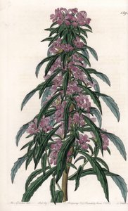 Boisduvalia variete，密花上衣--S.Watts的刻板，来自Sarah Anne Drake（1803-1857）的插图，出自英国Sydenham Edwards（1768-1819）的植物学登记册。 作者 西德纳姆·泰斯特·爱德华兹