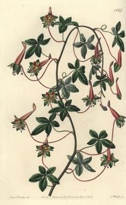 玻利维亚的Capuchin - 五叶草，Tropaeoleum pentaphyllum。S. Watts根据Sydenham Edwards的《植物志》中Sarah Drake小姐的插图进行的手绘铜版画，Ridgeway，伦敦 作者 西德纳姆·泰斯特·爱德华兹