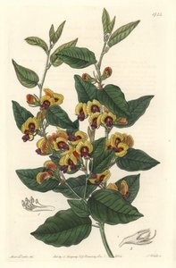 Bossiaea a grade flowers, Australian originanire - S. Watts strong water from an illustration by Sarah Anne Drake (1803-1857), from Botanical Register 作者 西德纳姆·泰斯特·爱德华兹