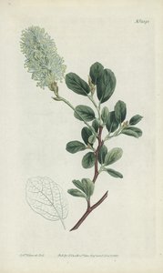 植物雕刻 作者 西德纳姆·泰斯特·爱德华兹