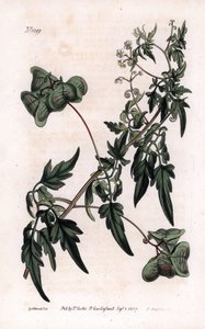 植物学：心豆或心豆。平滑的心种子或气球植物，Cardiospermum halicacabum。F.Sansom的手绘铜版画，出自伦敦威廉-柯蒂斯的《植物学杂志》中Sydenham Edwards的一幅插图。 作者 西德纳姆·泰斯特·爱德华兹