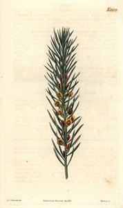 带针的分枝，原产于澳大利亚的灌木Daviesia Aicularis。 Sydenham Edwards 插图，Weddell 雕刻。 《柯蒂斯植物学杂志》中的淡香水，塞缪尔·柯蒂斯着 作者 西德纳姆·泰斯特·爱德华兹