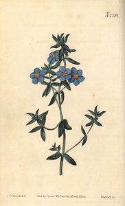 阔叶菲林，Anagallis latifolia。Weddell根据Sydenham Edwards的植物插图进行的手绘铜版画，出自William Curtis的植物杂志，Samuel Curtis，伦敦 作者 西德纳姆·泰斯特·爱德华兹