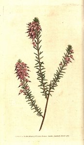 Bruyere carnee, Bruyere colour of flesh, Bruyere of the snow or Bruyere of the Alps - Herbaceous heath, Erica herbacea.根据Sydenham Edwards的植物学插图进行的手绘铜版画，出自William Curtis的《植物学杂志》，Lambet。 作者 西德纳姆·泰斯特·爱德华兹