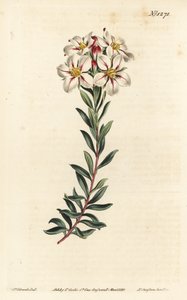 Buchu, Adenandra villosa (Umbel-flowered diosma, Diosma speciosa) - F. Sansom Jr.根据Sydenham Edwards的插图进行的手绘铜版画，出自William Curtis的植物杂志，T. Curtis, 伦敦 作者 西德纳姆·泰斯特·爱德华兹