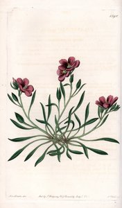 Calandrinia variete，原产于美洲--图版由S.Watts雕刻，出自Sarah Anne Drake（1803-1857）的插图，出自英国Sydenham Edwards（1768-1819）的植物学登记册。 作者 西德纳姆·泰斯特·爱德华兹