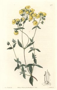 Calceolaire或小拖鞋或女士的钱包，原产于智利--S.Watts根据莎拉-安妮-德雷克（1803-1857）的插图所做的Water forte，来自《植物志》。 作者 西德纳姆·泰斯特·爱德华兹
