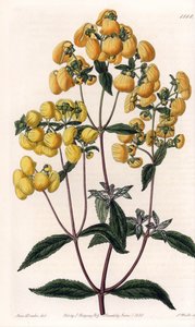 Calceolaire rugosa--由S.Watts雕刻的图版，基于Sarah Anne Drake（1803-1857）的插图，来自英国Sydenham Edwards（1768-1819）的植物学登记册。 作者 西德纳姆·泰斯特·爱德华兹