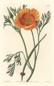 加州罂粟或美国罂粟--S. Watts strong water，来自Sarah Anne Drake（1803-1857）的插图，出自《植物志》。 作者 西德纳姆·泰斯特·爱德华兹