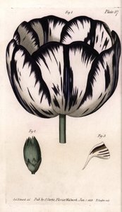 郁金香和康乃馨Giroflee或康乃馨花商的Calisse。彩色铜版画，由Sydenham Edwards（1768-1819）为兰贝斯植物园（英国）的植物学会议绘制的插图。 作者 西德纳姆·泰斯特·爱德华兹