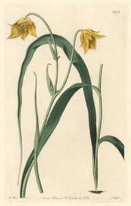 Calochorte（mariposa）或cyclobothre，开淡黄色的花，原产于墨西哥--S. Watts的强水，来自Sarah Anne Drake（1803-1857）的插图，出自《植物志》。 作者 西德纳姆·泰斯特·爱德华兹
