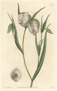 Calochorte（Mariposa）或白花环状花，原产于加利福尼亚--S. Watts强水，来自Sarah Anne Drake（1803-1857）的插图，出自《植物志》。 作者 西德纳姆·泰斯特·爱德华兹