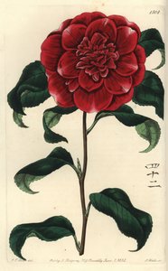 来自日本的山茶花--李维斯先生的深红色山茶花，Camellia japonica var. Reevesiana。带有数字42的英文字符。S. Watts根据J.T. Hart的插图进行的手绘铜版画，出自Sydenham Edwards的《植物志》，Ri 作者 西德纳姆·泰斯特·爱德华兹