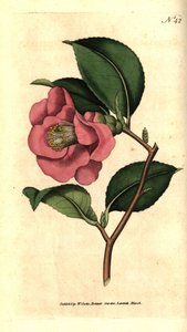 来自日本的山茶花--玫瑰山茶花，Camellia japonica。根据詹姆斯-索尔比的植物学插图手绘的铜版画，出自威廉-柯蒂斯的《植物学杂志》，伦敦兰贝斯沼泽。 作者 西德纳姆·泰斯特·爱德华兹
