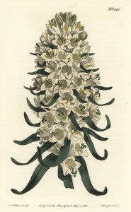 金钟花有美丽的花朵--比利牛斯山钟花，Campanula speciosa（长刺钟花，Campanula thyrsoidea）。F. Sansom Jr.的手绘铜版画，根据William Curtis《植物学杂志》中Sydenham Edwards的插图绘制。 作者 西德纳姆·泰斯特·爱德华兹