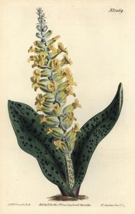 开普敦风信子（假兰花） - 斑叶兰花状的拉琴花，Lachenalia orchioides。F. Sansom Jr.根据Sydenham Edwards的插图进行的手绘铜版画，出自William Curtis的植物学杂志，T. Curtis，伦敦 作者 西德纳姆·泰斯特·爱德华兹