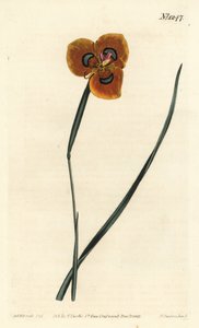 郁金香角--橙色的moraea，Moraea tulbaghensis（Moraea pavonia）。F. Sansom Jr.根据Sydenham Edwards的插图进行的手绘铜版画，出自William Curtis的植物学杂志，T. Curtis，伦敦 作者 西德纳姆·泰斯特·爱德华兹
