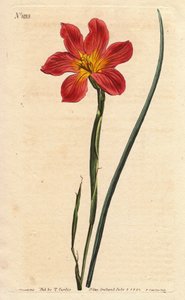 海角郁金香，moraea 有开花的稻草和粉红色的鲑鱼。 稻草色等花莫拉、鲑鱼粉和黄色郁金香。 Homeria collina (Moraea collina)。 来自 Will 的 Sydenham Edwards 的植物插图手绘铜版画 作者 西德纳姆·泰斯特·爱德华兹