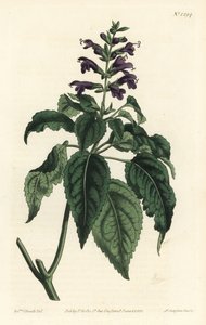 加勒比鼠尾草 - Salvia lamiifolia（紫花鼠尾草，Salvia amoena）。F. Sansom Jr.根据Sydenham Edwards的插图进行的手绘铜版画，出自William Curtis的植物杂志，T. Curtis，伦敦 作者 西德纳姆·泰斯特·爱德华兹