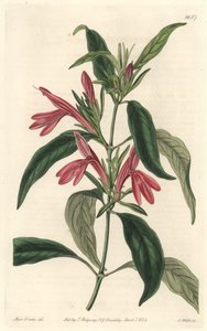 Carmantine，原产于巴西--S.Watts根据Sarah Anne Drake（1803-1857）的插图创作的Water forte，来自《植物志》。 作者 西德纳姆·泰斯特·爱德华兹